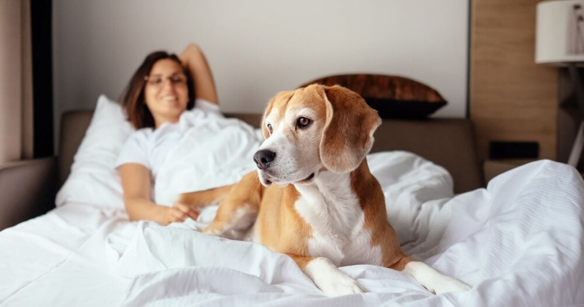 Primer plano de un perro con ocico blanco acostado en una cama king size con sabanas blancas junto a su ama que esta recostada en pijamas porque disfruta de sus vacaciones en hoteles pet friendly