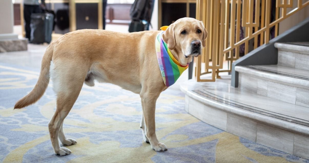 Primer plano de un perro labrador de pelo marron claro con un panuelo de colores ubicado en la recepcion de uno de los hoteles pet friendly