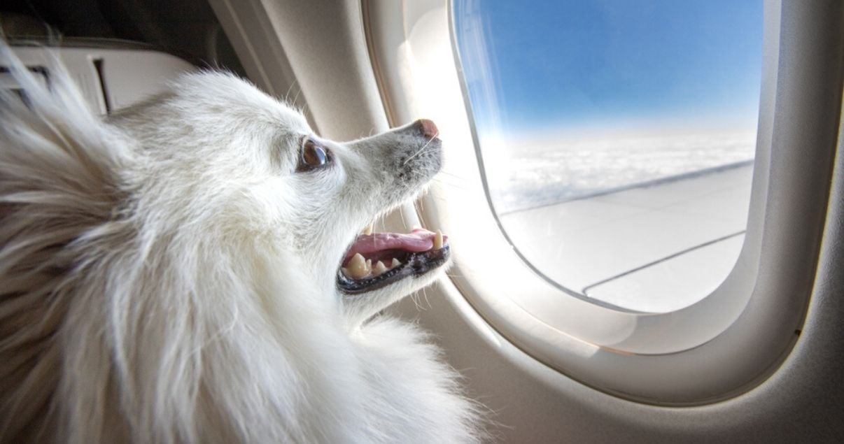 Primer plano del perfil derecho un perro pequines blanco con la boca abierta mientras mira por la ventana de un avion en vuelo hacia sus proximas vacaciones donde se alojara junto a sus amos en hoteles pet friendly